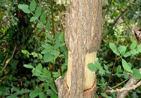 Zatiranje Robinije (akacija) Foto neobiota.steiermark.at